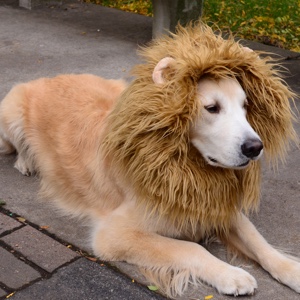 Lion dog search result